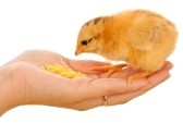 Keeping Friends A picture of a baby chick being held in a hand